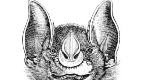 Upír obecný. Dobová ilustrace z britského tisku, 1879.